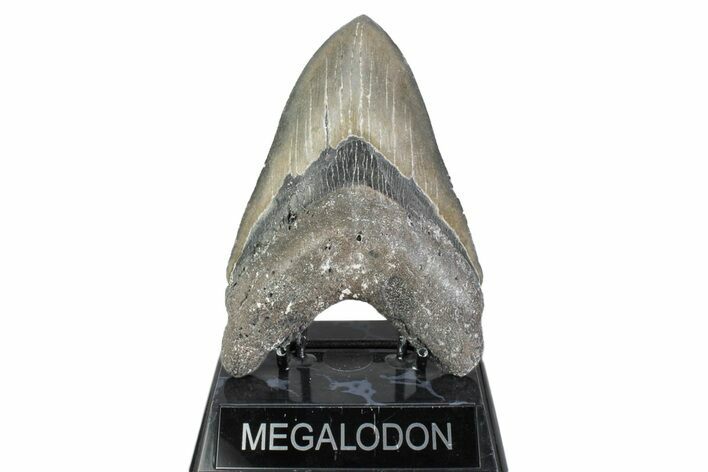Giant, Serrated, Fossil Megalodon Tooth - North Carolina #384108